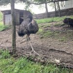 phoca_thumb_m_vlet km 49 Fotogalerie